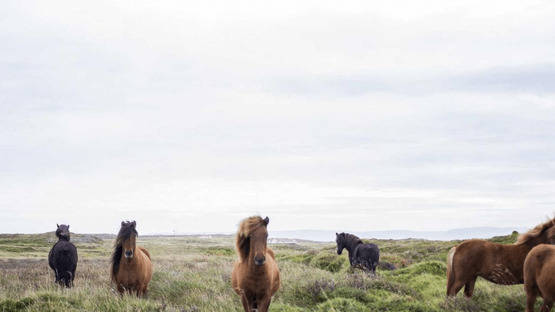 Beagle - professional stock photography