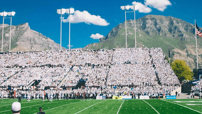 Bird - professional stock photography