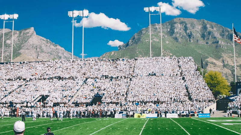 Bird - professional stock photography