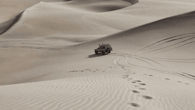 Bird - professional stock photography