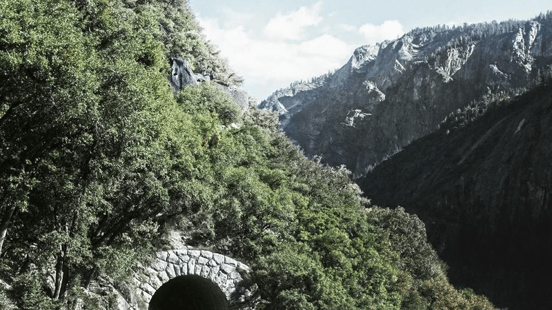 Cat - professional stock photography