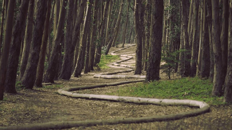 Cat - professional stock photography