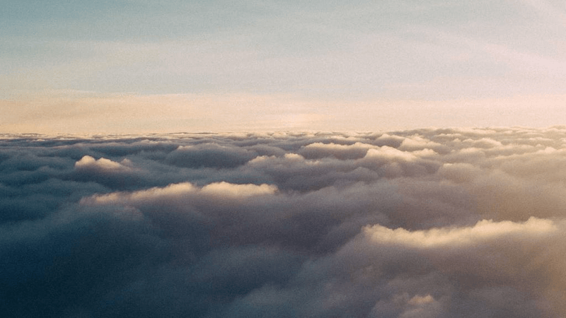 Cat - professional stock photography