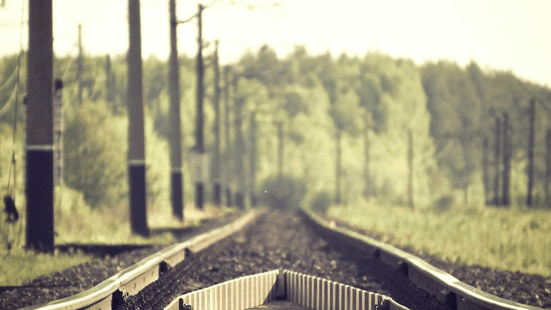 Corgi - professional stock photography