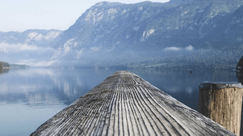 Corgi - professional stock photography