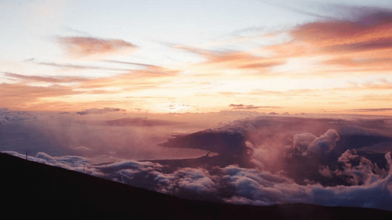 Dog - professional stock photography