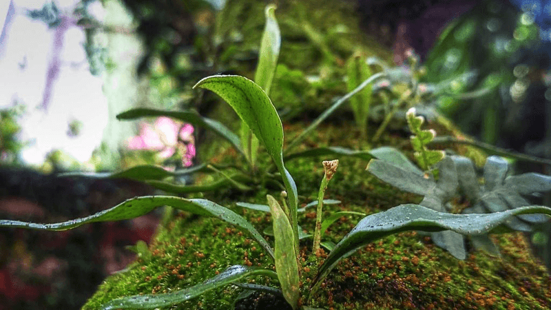 Goldfish - professional stock photography
