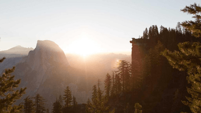 Goldfish - professional stock photography