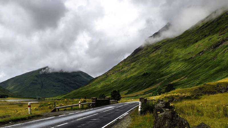 Hamster - professional stock photography