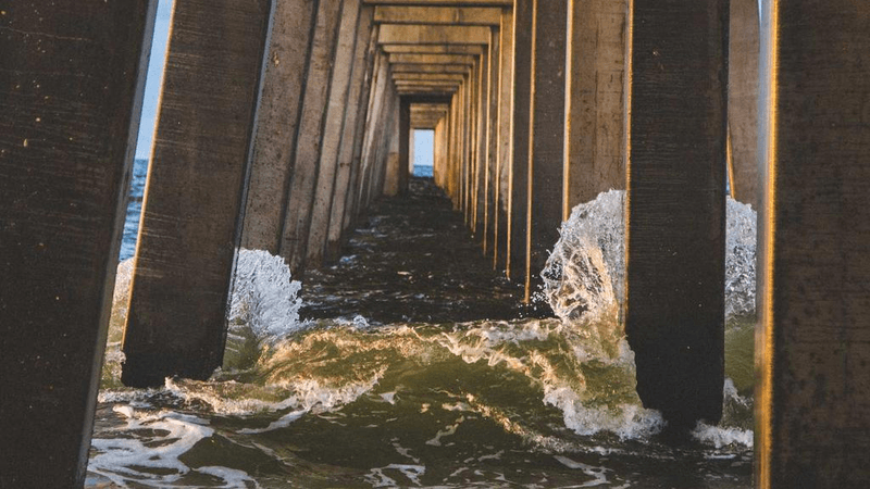 Hamster - professional stock photography