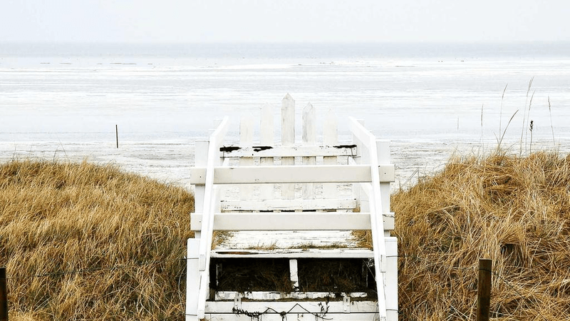 Husky - professional stock photography