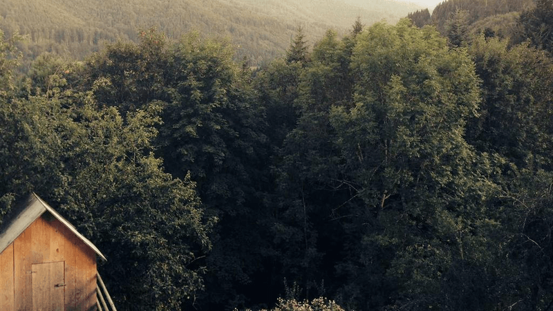 Labrador - professional stock photography