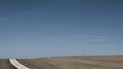 Maine Coon - professional stock photography