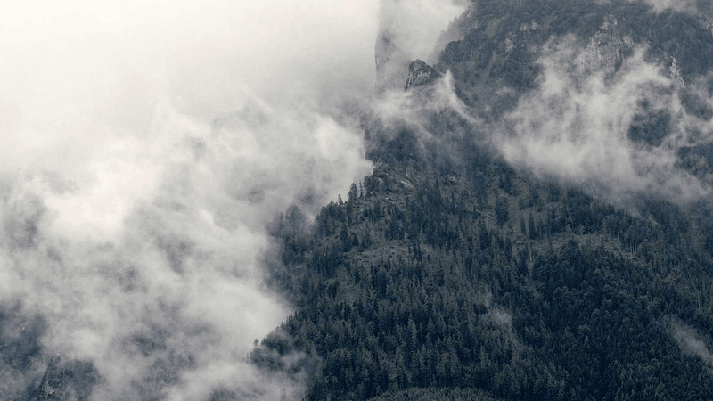 Poodle - professional stock photography