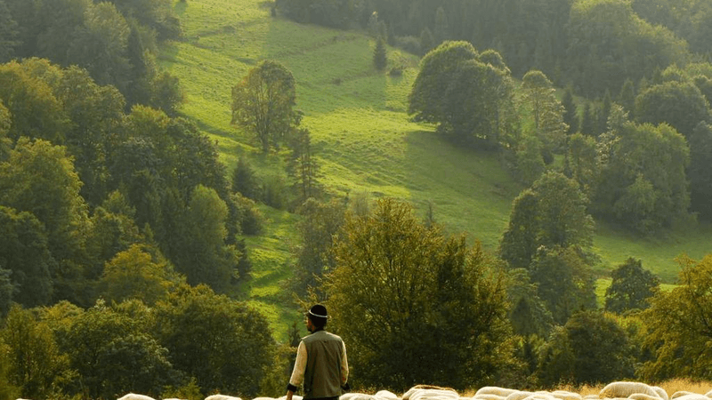 Poodle - professional stock photography