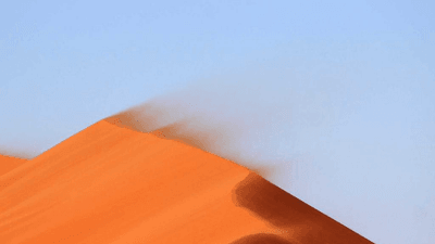 Poodle - professional stock photography