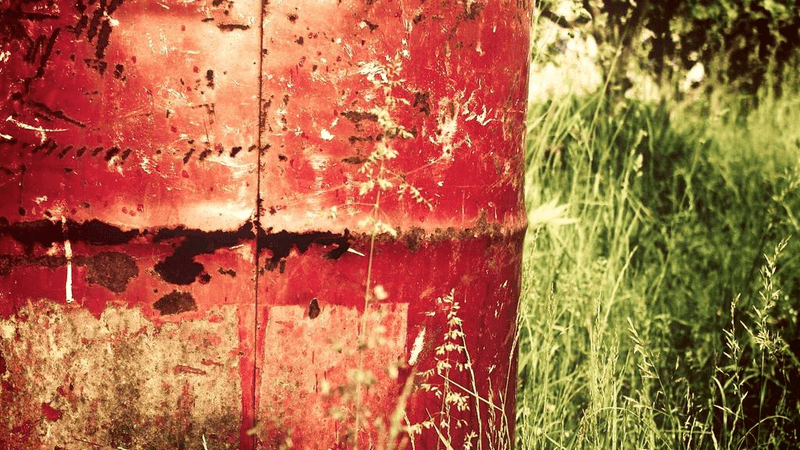 Siamese - professional stock photography