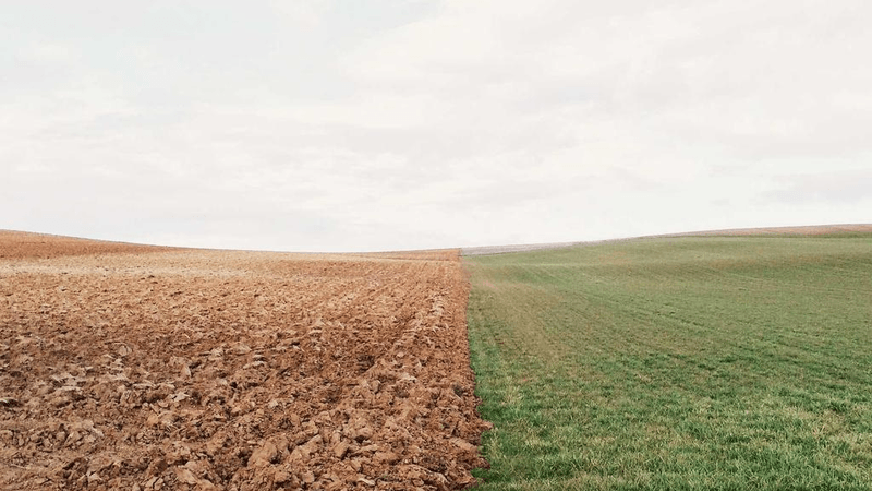 Siamese - professional stock photography