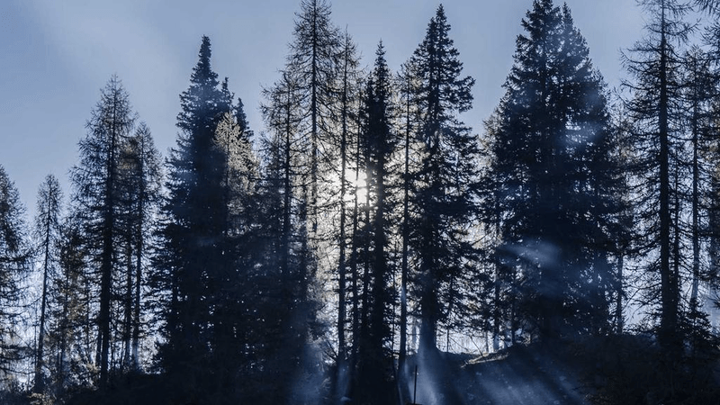 Tabby - professional stock photography