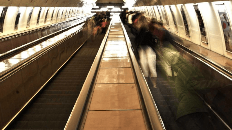 Tabby - professional stock photography