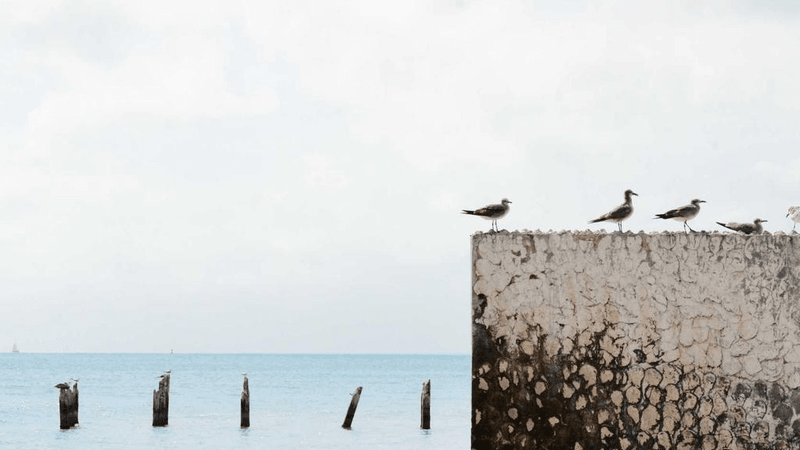 Turtle - professional stock photography